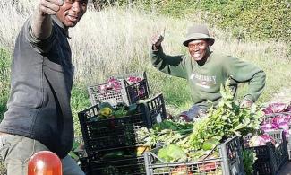 Two men with crates full of vegetables.