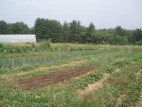 JED big garden
