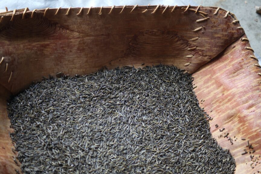 Handmade basket full of processed wild rice.