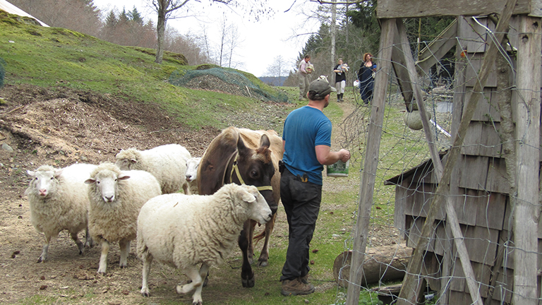 A man standing with five wooly sheep and a cow.