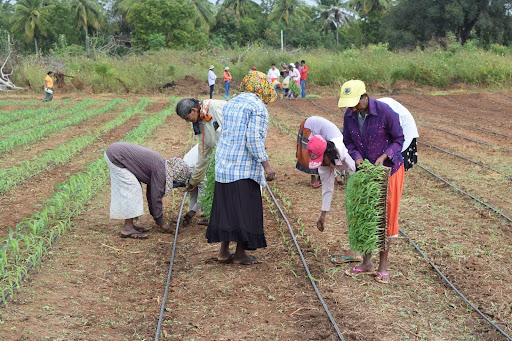 Sarvodaya Farm Tanamalwila, introducing advanced farming techniques. Credit: Sarvodaya