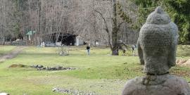 Buddha statue with a woman and some buildings in the background.