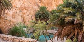 Tunisian oasis. Image via Pixabay.