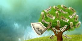 Money coming off a tree