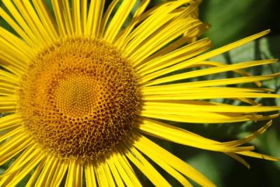 inula orientalis by Henry Hemming 